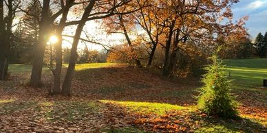 Sunlight filters through autumn trees in a peaceful park setting.
