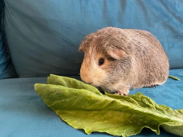 Toowoomba Guinea Pig Rescue logo