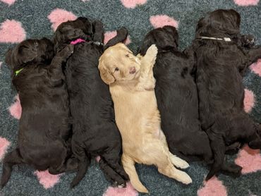 5 puppies lie in a line. 4 dark puppies sleep. The contrasting blonde puppy in the middle looks up.