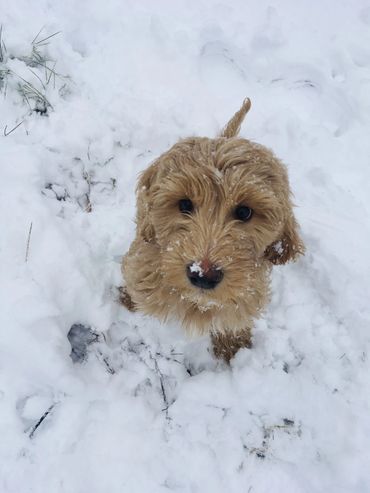 An Australian Cobberdog puppy sits in snow looking up at the camera.