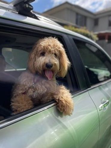 Australian Cobberdog hangs out the car window with a big smile on his face.