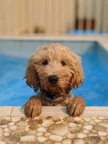 Australian Cobberdog puppy looks over the edge of a pool.