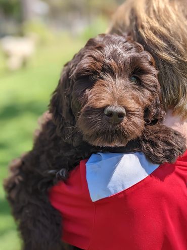 Chocolate Australian Cobberdog peers at the camera over the shoulder of a young boy who cuddles him.