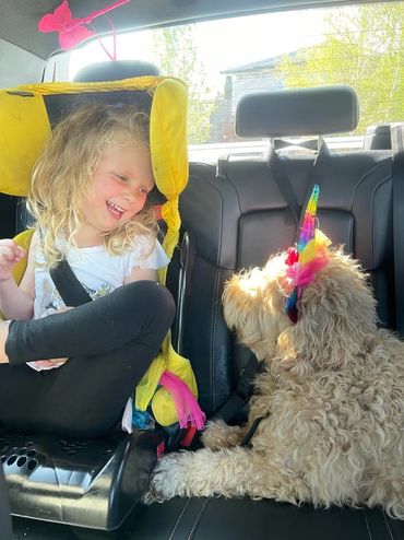 An Australian Cobberdog, wearing a colourful headband, sits in a car, looking at a laughing girl.