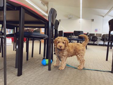 An Australian Cobberdog assistance dog stands next to a toy in a classroom amongst desks and chairs.