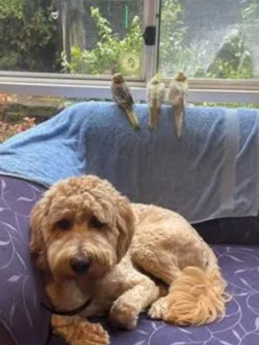 Australian Cobberdog hanging out with cockatiel birds on a couch.