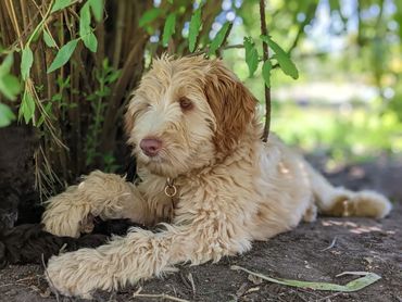An Australian Cobberdog puppy lies in the garden, coat falling in soft waves, legs outstretched.