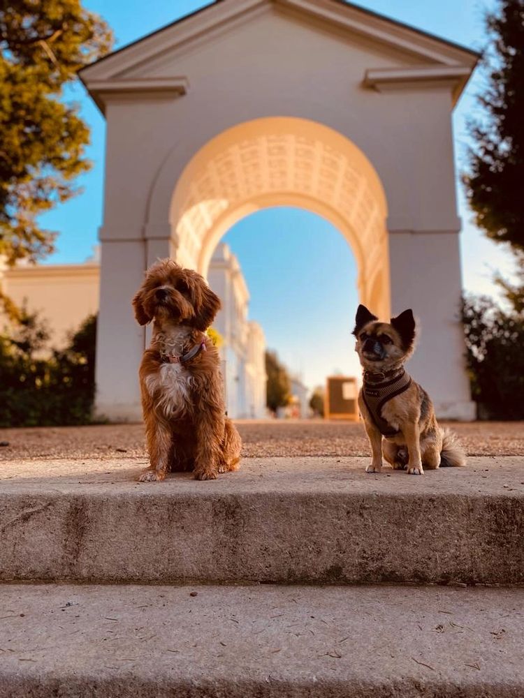 Two small dogs sitting