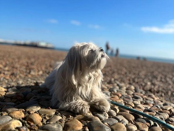A small white dog sitting on a beach