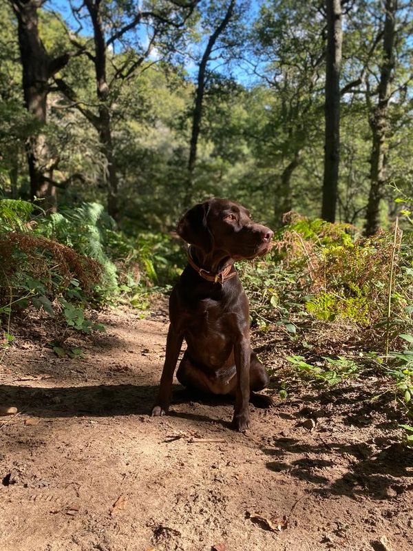 A dog in a forest