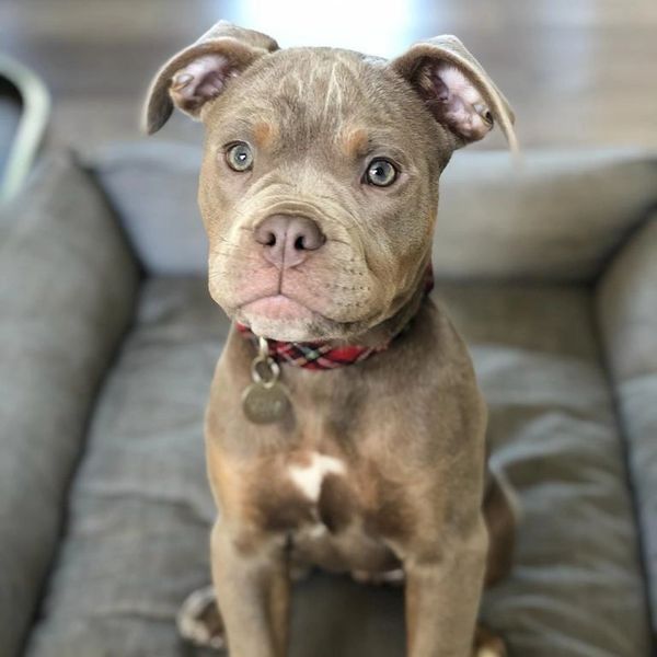 A pitbull puppie with a collar