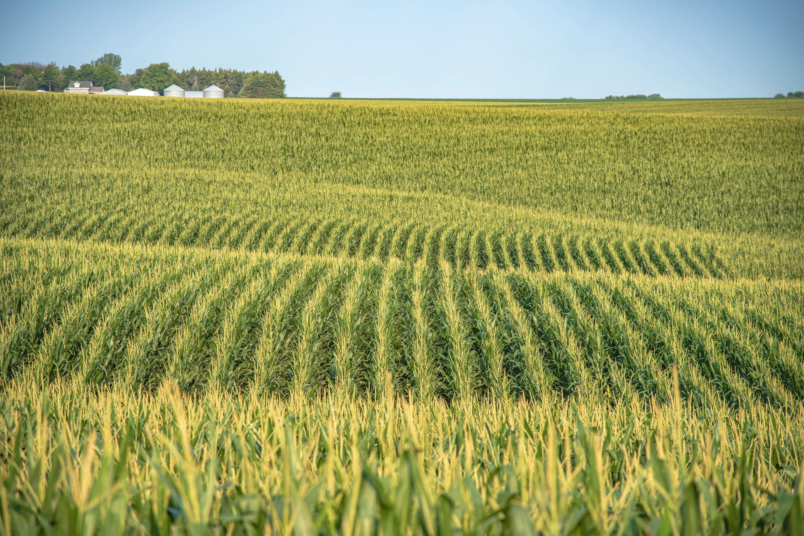 Corn Farm in Dodge County, Nebraska