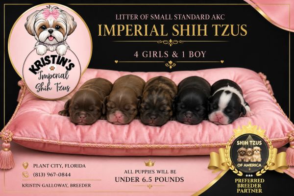 Five newborn Shih Tzu puppies lying on a pink cushion, advertised by Kristin's Imperial Shih Tzus.