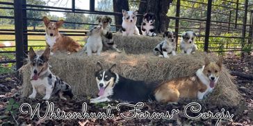 Quality Corgi Breeder in Arkansas