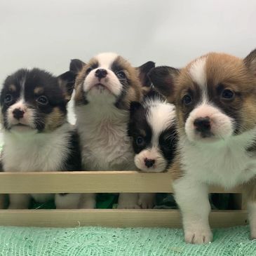 Isn't this an incredible group of short dogs. Corgi puppies for sale in Arkansas