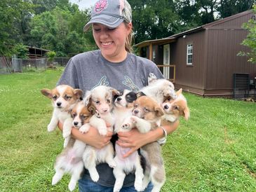 armload of happy Corgi puppies