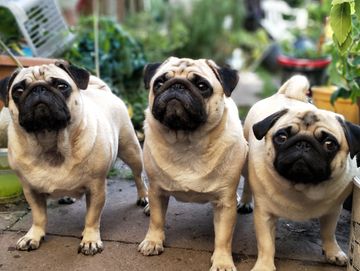 Las Vegas Dog Poop Clean-up for three dogs