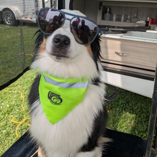 Dog wearing sunglasses and a neon green bandana, looking cool outdoors.