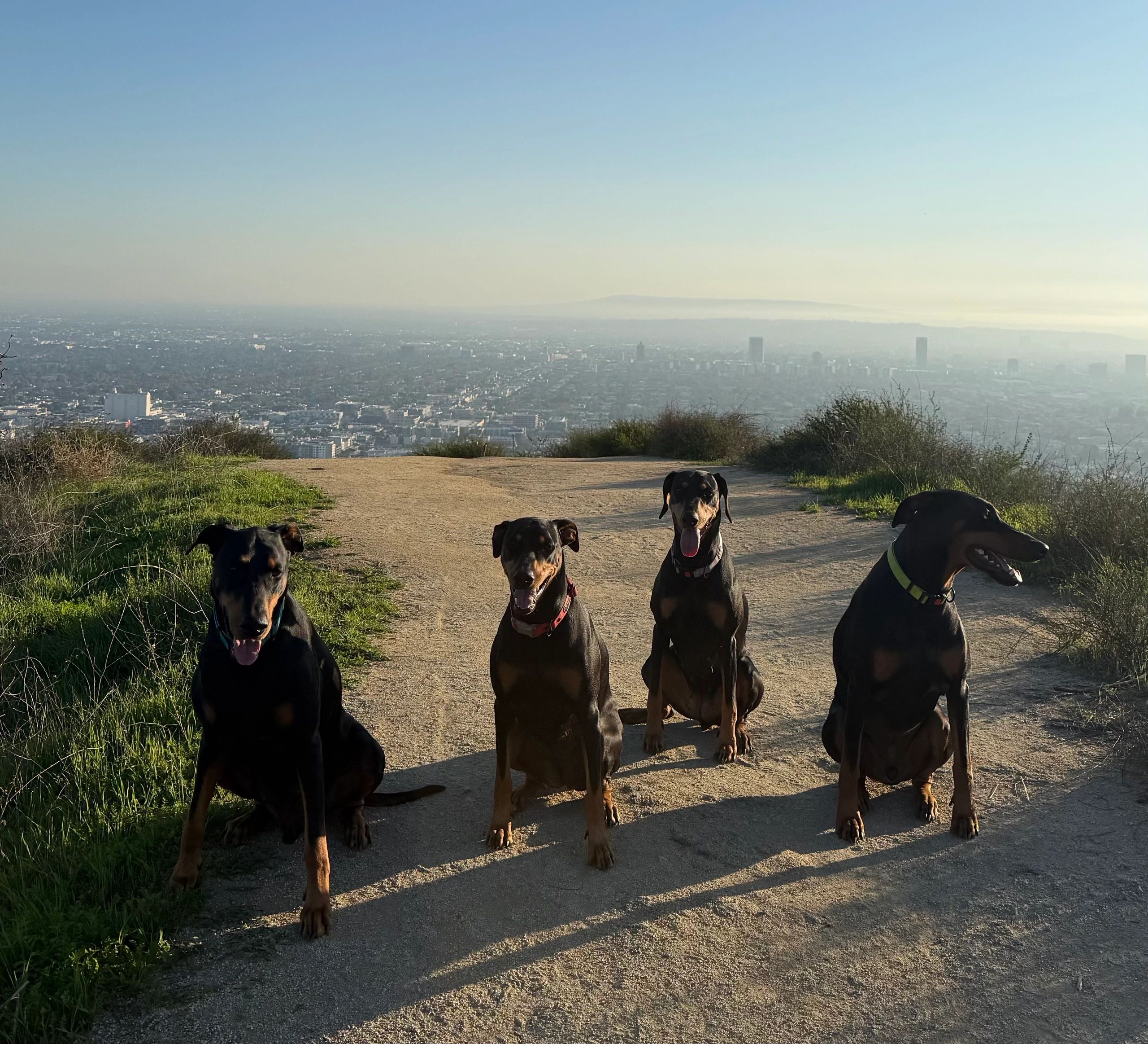 Four Doberman dogs sitting on a hill with a city view.