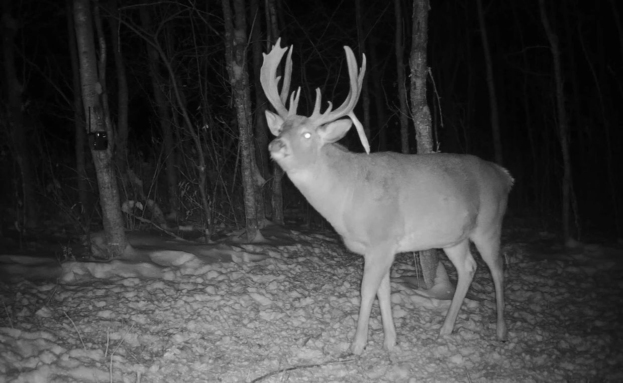 Deer with large antlers in snowy forest at night.