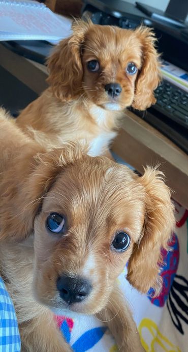 King Charles Cavalier Puppies