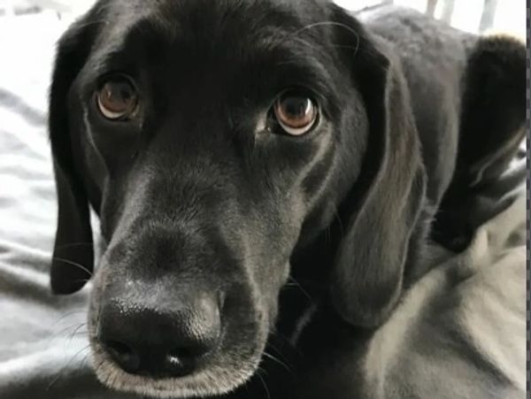 Close-up of a black dog with soulful brown eyes lying down.