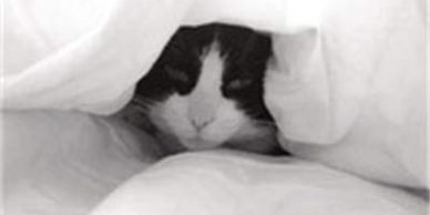 A cat snuggled under a white blanket.