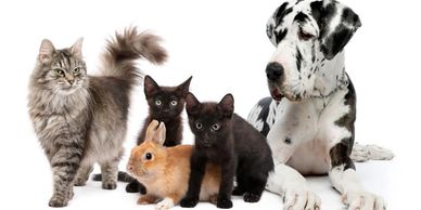 A group of cats, a rabbit, and a Great Dane dog together.