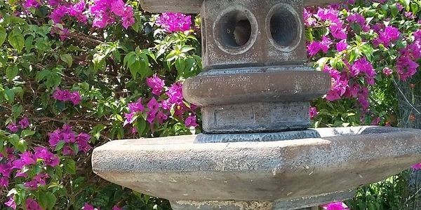 Bougainvillea and a Japanese Bird feeder Lantern in our Garden.