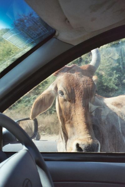 Curious Cow: Namaste India Tours
