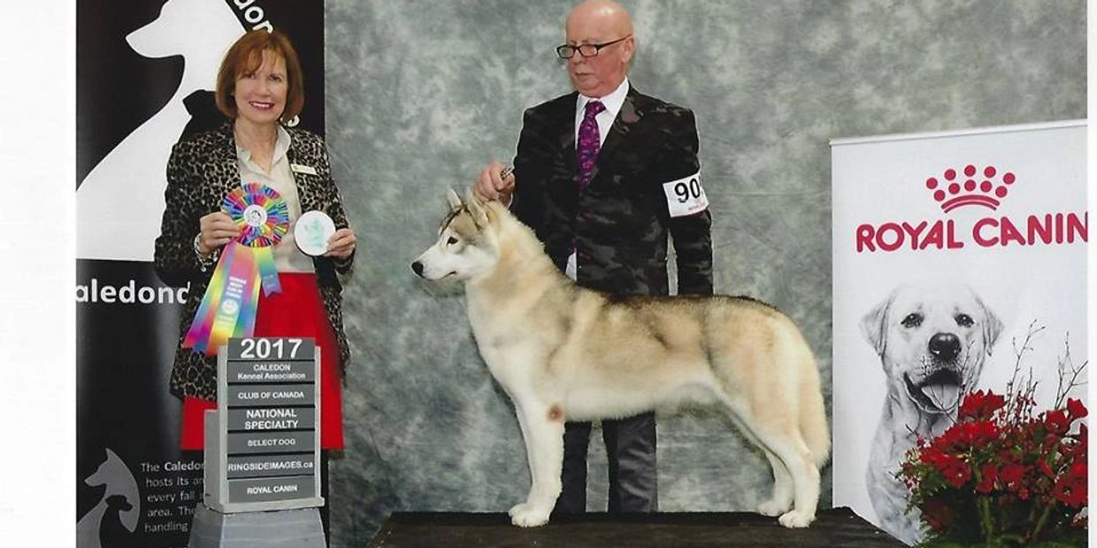 GCH Snowmist's Zip Zap What's That professionally handled to a Select Dog win at SHCC Nationals 2017