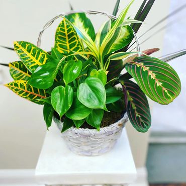 Dish Garden with basket