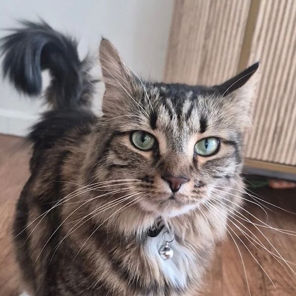 pet sitter in tucson