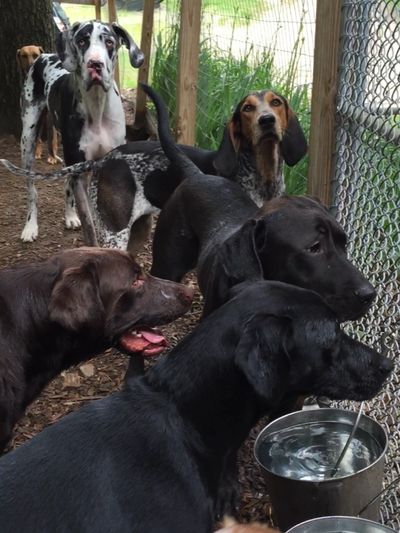Experienced staff caring for dogs at Morning Star Farm Pet Resort