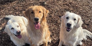 Safe and clean dog boarding kennels in Thompson CT