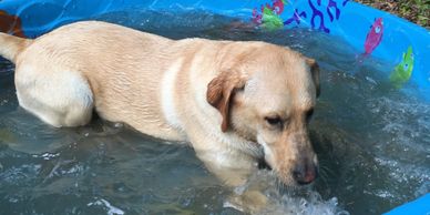 Morning Star Farm Pet Resort's large outdoor play area for dogs