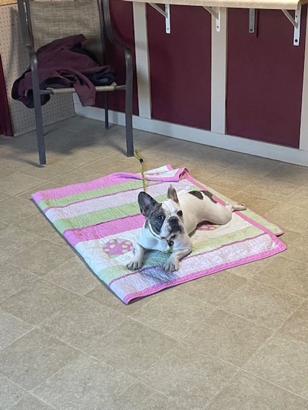 Experienced dog trainer teaching obedience near Thompson CT