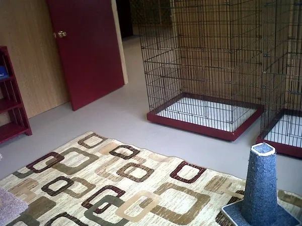 Comfy Kuranda bed for dogs at best pet boarding services near Thompson Common CT