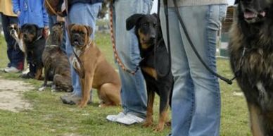 Clean and comfortable dog accommodations at Morning Star Farm Pet Resort