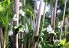 Moth orchids in Christmas palms 