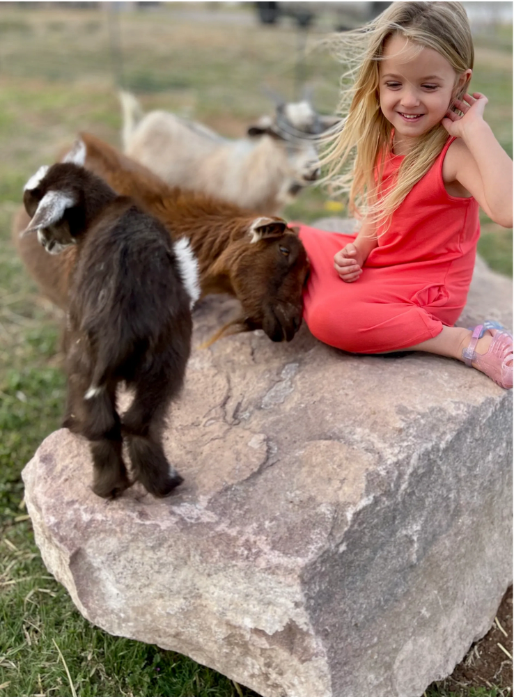 A Little Girl Sitting on a Rock With Goats