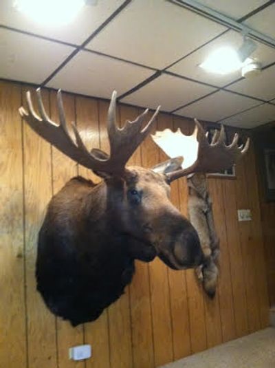 Nature's Image Taxidermy mounts everything from mink to moose.