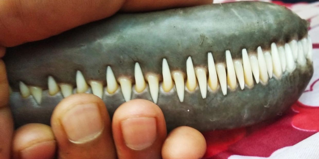 Close-up of sharp, pointed teeth with fingers nearby.