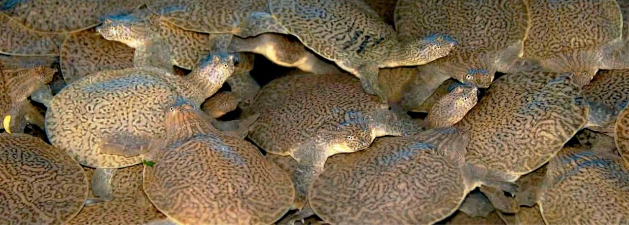 A group of baby softshell turtles.