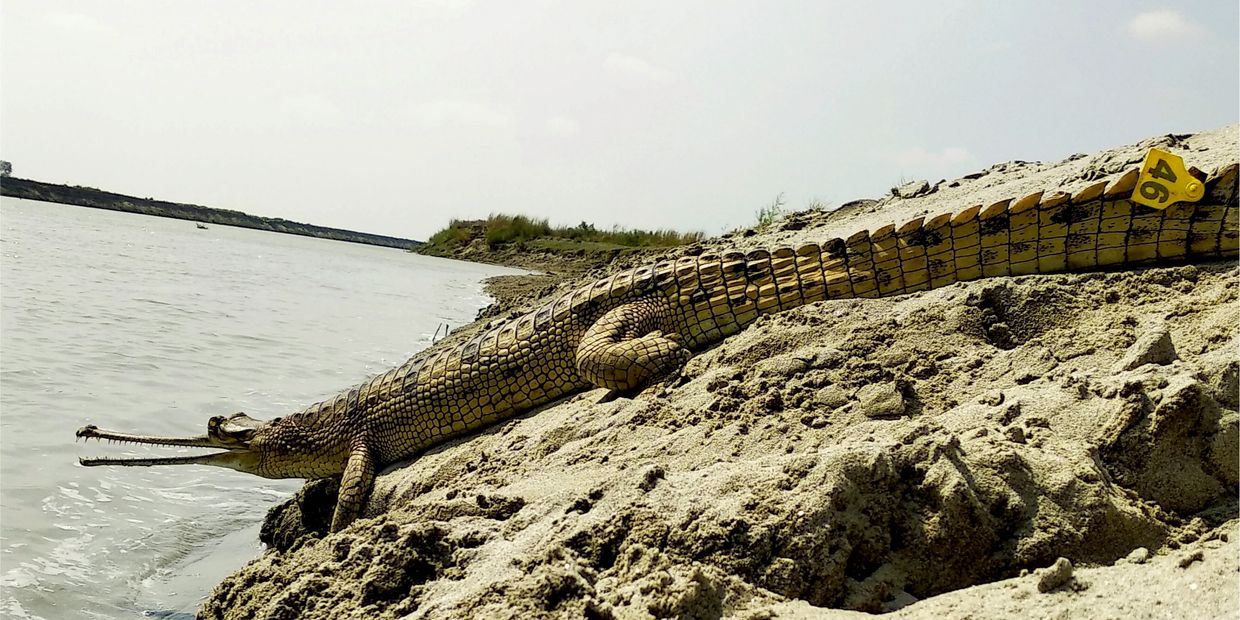 A gharial resting on the sandy riverbank.