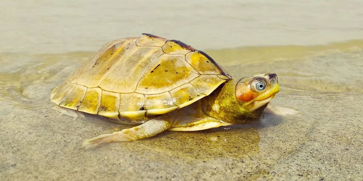 A turtle resting on wet sand near water.