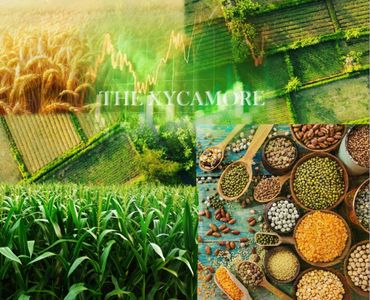 Farming crops wheat, corn, rice, grains, beans (pulse), soybean