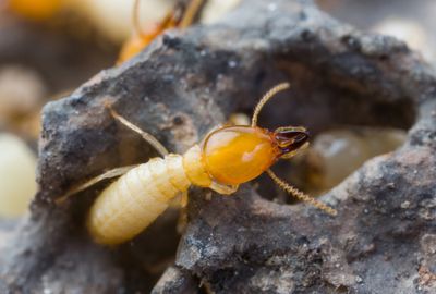 Termite Treatment Jacksonville NC 