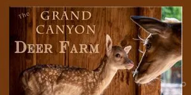 Williams deer farm grand canyon