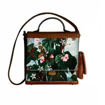 Oblique-Leaved Begonia painted as part of Robert Thornton's Floral World Atlas published in 1807.